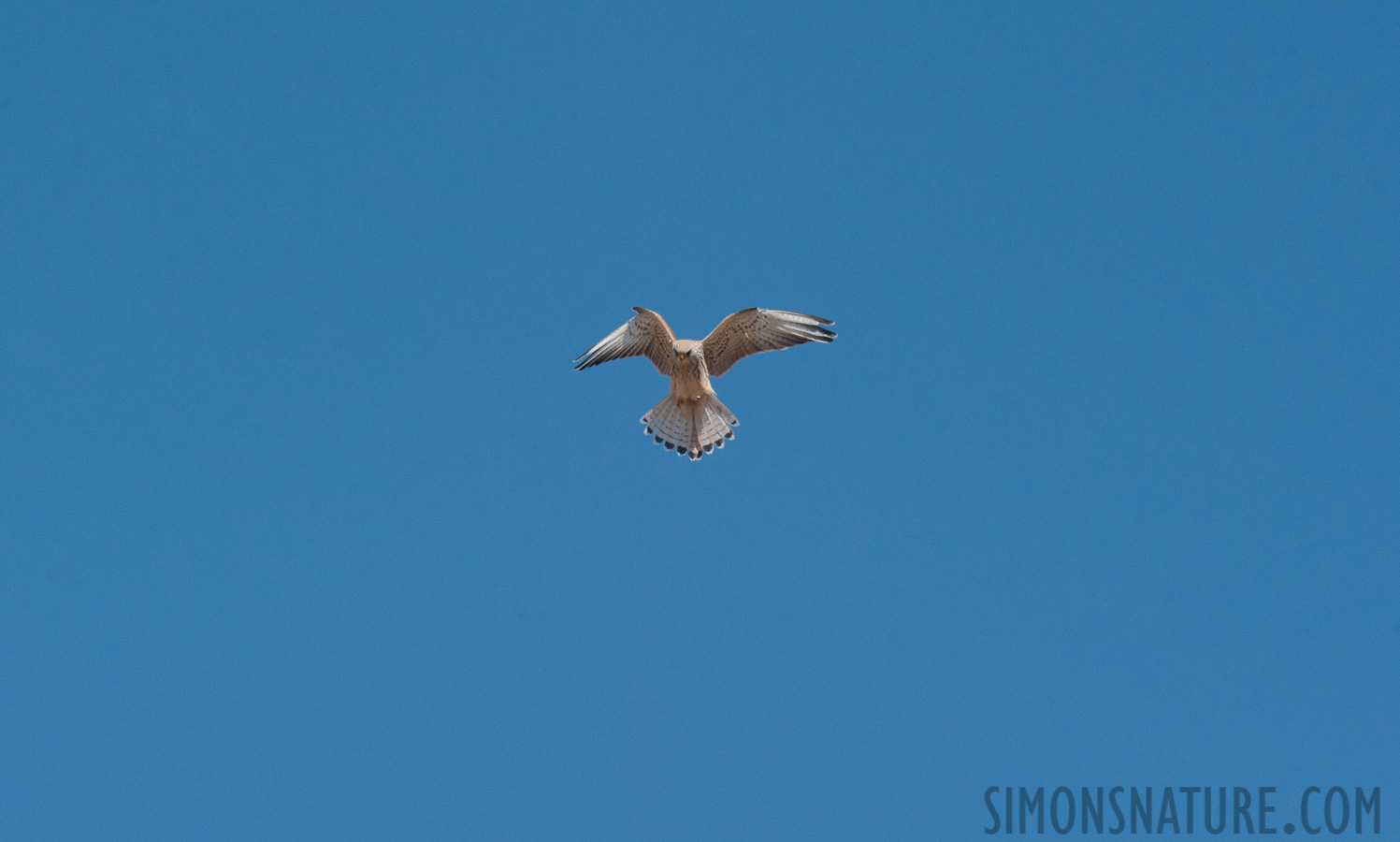 Montenegro - Falco tinnunculus tinnunculus [550 mm, 1/1600 sec at f / 11, ISO 1000]